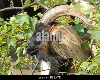 Ziegenbock Stockfoto