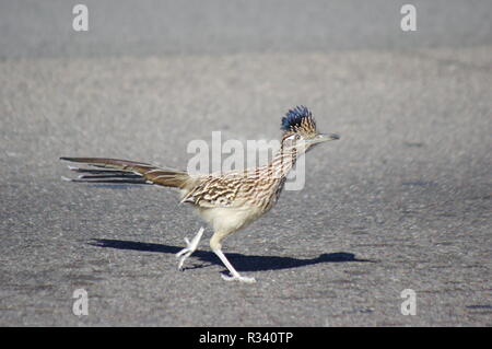 Roadrunner in der Medaille von der Straße gesehen Stockfoto