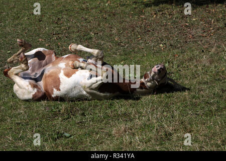 braun weiß pinto Stockfoto