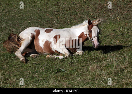 Braune und weiße Pinto Stockfoto