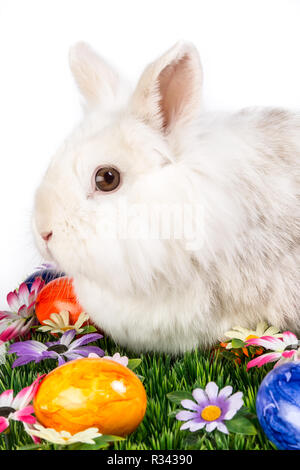 Osterhase auf der Wiese mit Blumen und Ostereier Stockfoto