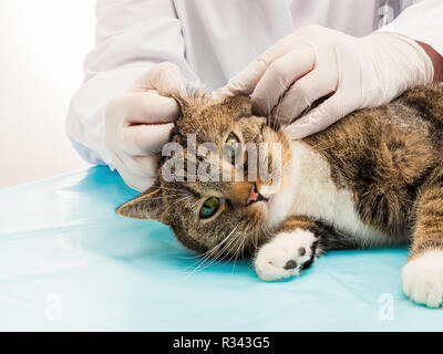 Tierarzt bei der Behandlung von Milben im Ohr von cat Stockfoto