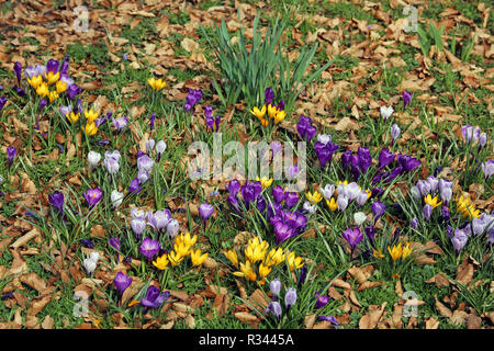 Krokusse in Gelb, Blau und Violett Stockfoto