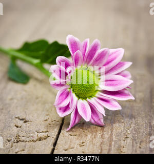 Blumen auf Holz Stockfoto