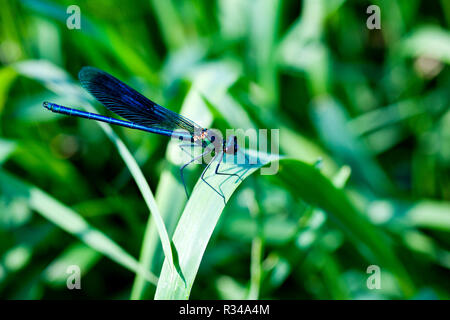 Stockfoto