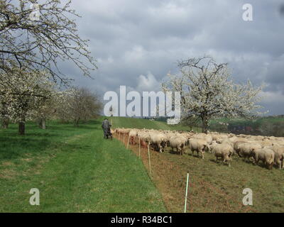 Umzug von Hirte mit Schaf am Morgen Stockfoto