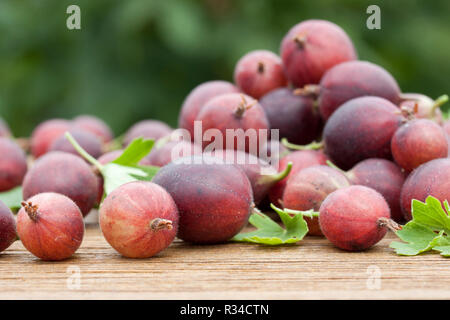 Rote Stachelbeeren Stockfoto