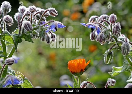 Borretsch und Calendula flower mit Morgentau Stockfoto