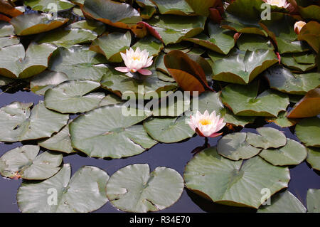 Seerose Stockfoto