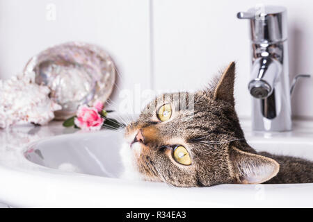 Katze im Waschbecken Stockfoto