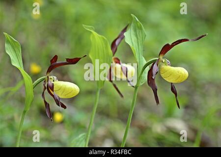 Frauenschuh (Cypripedium calceolus) Stockfoto