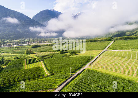 Landwirtschaft in Valtellina - Panoramablick mit Drone Stockfoto