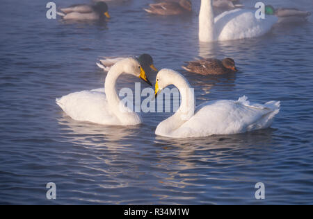 Paar weiß gehören Singschwan Cygnus cygnus auf See Stockfoto