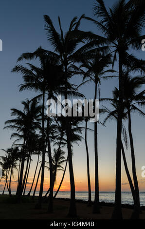 Schönes Licht bei Sonnenaufgang & Palm Tree Silhouetten in Kapaa, Kauai, Hawaii, USA Stockfoto