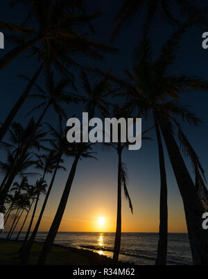 Suchen Vergangenheit die Silhouetten von einem Palmenhain am Strand in Kapaa, Kauai, Hawaii, USA gegen den Sonnenuntergang am Horizont Stockfoto