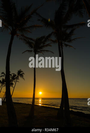 Palm Tree Silhouetten am Strand bei Sonnenuntergang in Kapaa, Kauai, Hawaii, USA Stockfoto