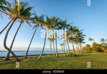 Eine Reihe von Palmen am Strand von Kauai, Hawaii, USA Stockfoto