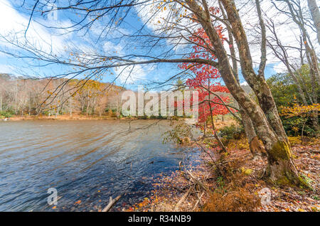 Herbst Laub an den Ufern des Lake, North Carolina, USA Stockfoto