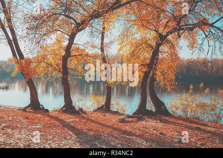 Herbst Landschaft. Der Baum mit gelben Blättern am Ufer des Flusses Stockfoto