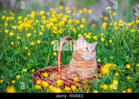 Porträt eines kleinen ginger Kätzchen im Korb sitzen auf dem Ranunculus blumen Feld. Katze mit Feder Stockfoto