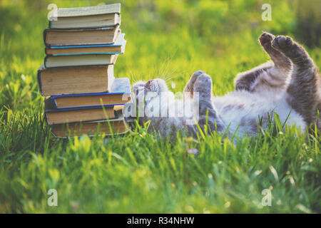 Fanny Katze auf dem Rücken liegend auf dem Gras in der Nähe von Stapel alter Bücher. Cat das Leben genießen Stockfoto