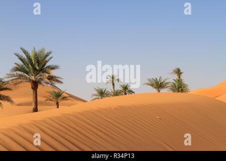 Einsame Palmen in der Wüste Stockfoto