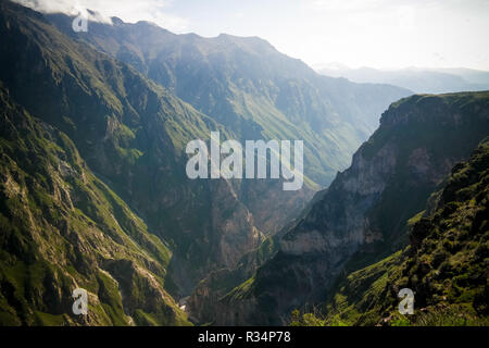 Kondore über den Colca Canyon bei Condor Kreuz oder Cruz Del Condor Aussichtspunkt in Chivay, Peru Stockfoto