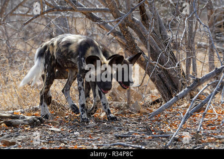 Afrikanische Wildhunde (Lycaon pictus) walking Seite an Seite auf den trockenen Boden, Krüger Nationalpark, Südafrika, Afrika Stockfoto