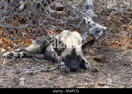 Afrikanischer Wildhund (Lycaon pictus) liegen auf den trockenen Boden, im Schatten, Krüger Nationalpark, Südafrika, Afrika Stockfoto