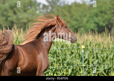 Morgan horse Stockfoto