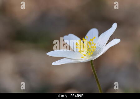 schöne anemone Stockfoto