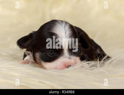 Havaneser Welpen 14 Tage alt Stockfoto