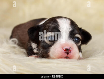 Havaneser Welpen 14 Tage alt Stockfoto