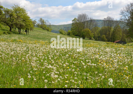 Wiese Löwenzahn Stockfoto