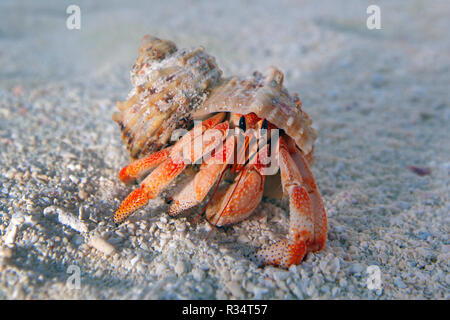 Land Hermit Crab oder Erdbeere Land Hermit Crab (Coenobita perlatus) am Strand, Ari Atoll, Malediven Stockfoto