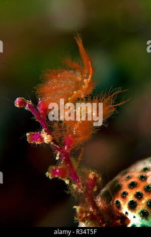 Haarige Garnelen oder Algen Garnelen (Phycocaris simulans), Eier, Komodo National Park, Insel Komodo, Indonesien Stockfoto