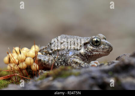 Männliche Hebamme Kröte Stockfoto