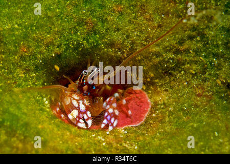 Coral einsiedlerkrebs oder Tube-Dwelling (Paguritta harmsi), lebt in Löcher von Steinkorallen, Russel Inseln, Salomonen Stockfoto