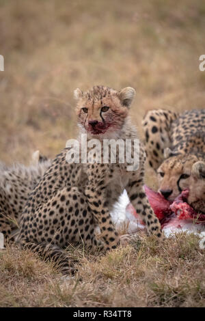 Cub sitzt mit blutigen Mund neben töten Stockfoto