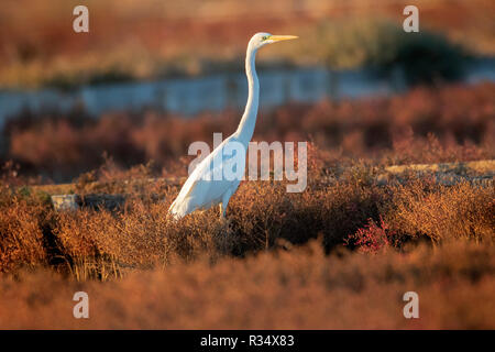 Die silberreiher (Ardea alba) in gemeinsamen Queller (Salicornia europaea), Nin Kroatien Stockfoto