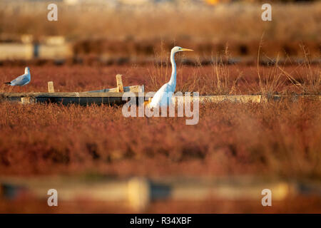 Die silberreiher (Ardea alba) in gemeinsamen Queller (Salicornia europaea), Nin Kroatien Stockfoto