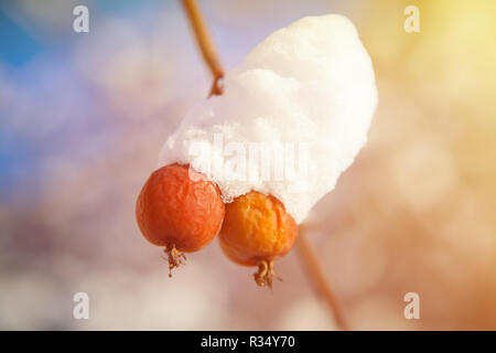 Winter Beeren mit Schnee auf einem Baum fallen Stockfoto