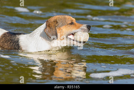 Ein Jack Russel Terrier ist das Spielen in einem Park Stockfoto