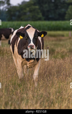 Eine Kuh steht auf der Weide Stockfoto