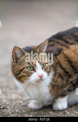 Eine Katze ist im Bereich der ​​Her home Stockfoto