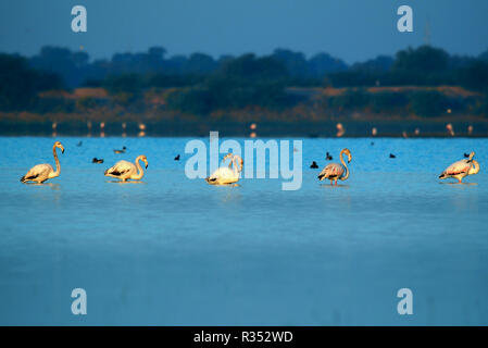 Gruppe von Flamingos stehen im seichten Wasser See im Winter morgen Stockfoto