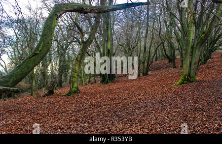 Die wrekin in Telford Shropshire Stockfoto