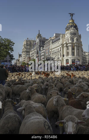Hunderte von Schafen entlang einer Straße in der Innenstadt von Madrid, Spanien, während der Fiesta de la Transhumancia (Viehtriebweg Festival). Die jährliche Veranstaltung sieht Hunderte von Schafen led von Hirten durch die spanische Hauptstadt in einer Tradition der saisonalen Vieh Migration aus dem Mittelalter die Bedeutung der Hirten in der ländlichen Entwicklung und ihre Kultur in Spanien zu betonen. Mit: Atmosphäre Wo: Madrid, Gemeinschaft von Madrid, Spanien Wann: 21 Okt 2018 Credit: Oscar Gonzalez/WENN.com Stockfoto