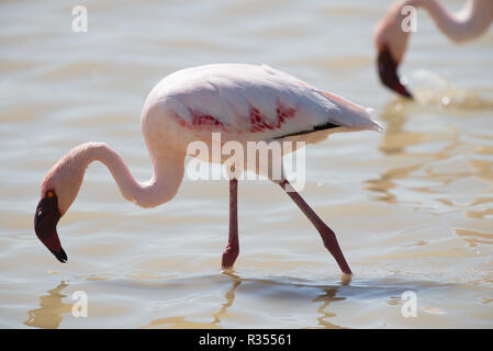 Mehr Flamingo in der Etosha Pfanne Stockfoto