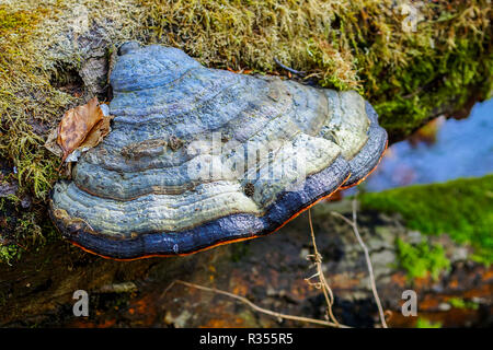 Zunder Halterung Pilz auf altem Holz Niederlassung Stockfoto